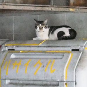 wildboy sitting on garbage box