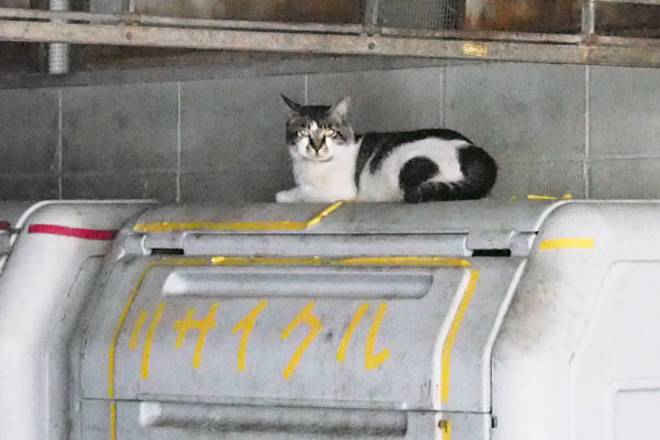 wildboy sitting on garbage box