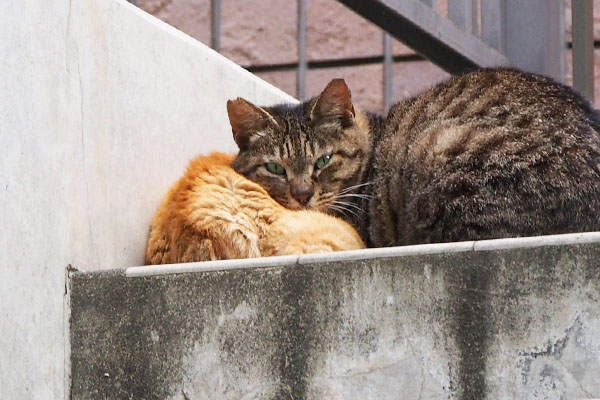 cat pillow coda ryuryu