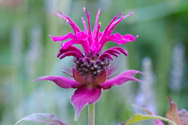 unique flower