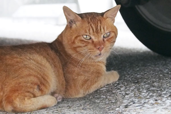 Nacha stay under the car