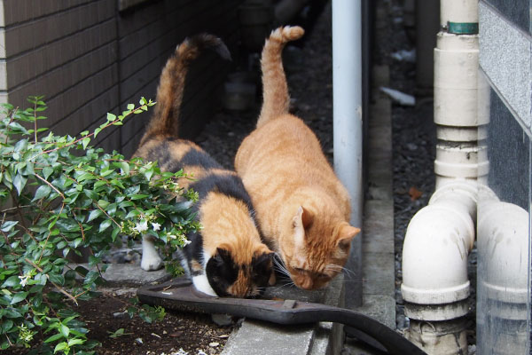 riko and Kabu eating with tails up