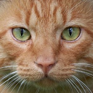 Toto face very close