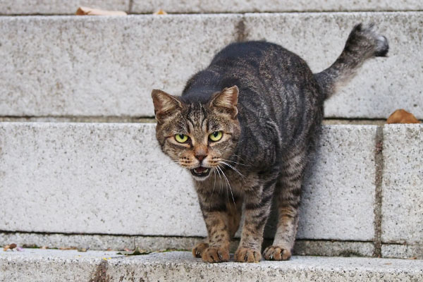 tabitts meowing on the step