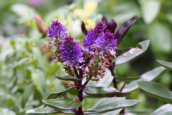 purple flower