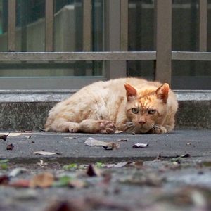 コダ　こちらを見つつ体を降ろす