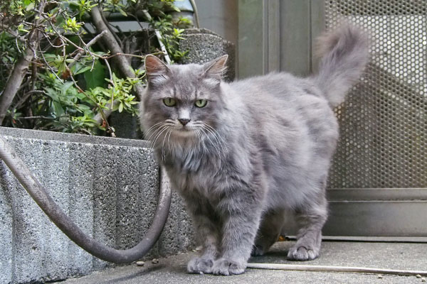 Mafu standing and waiting