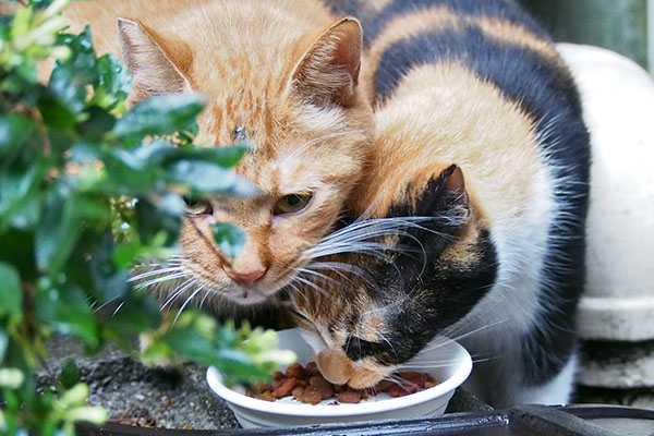 kabu and riko eating