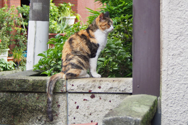 otowa side view head to end of the tail