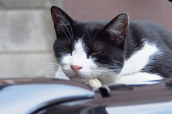 suzu face closeup at roof of car