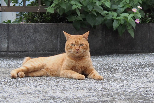 nacha sit like a lion