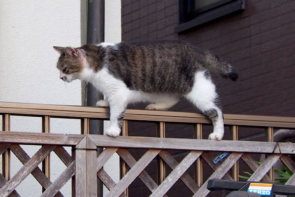 momo walk on the fence