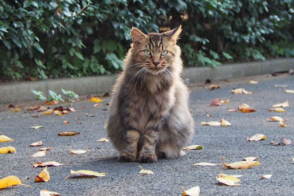 merane sitting