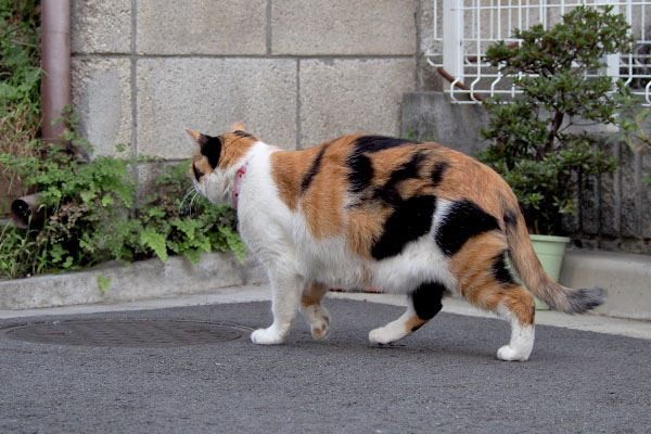 momo walking