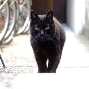 舌がちろりん　くろ太