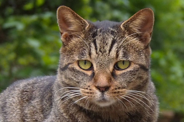 tabisanq face closeup