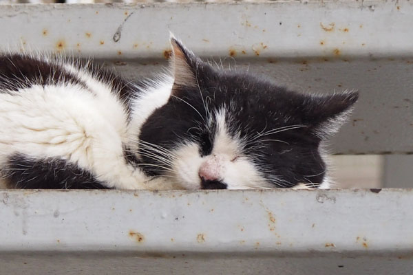 Karu sleeping face on the step