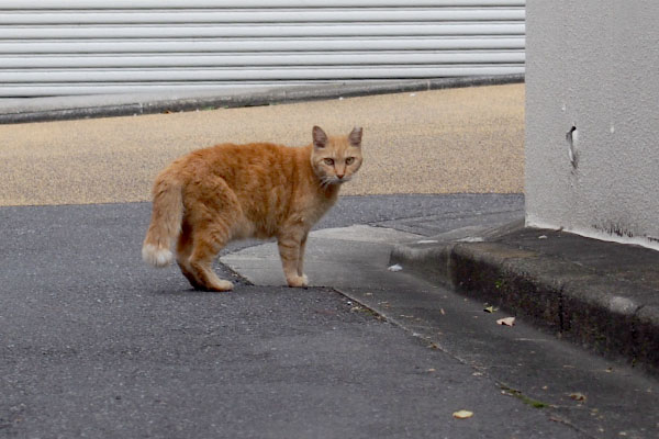 茶トラ　雌猫　さくら猫　地域猫