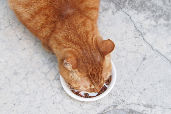 cub eating food