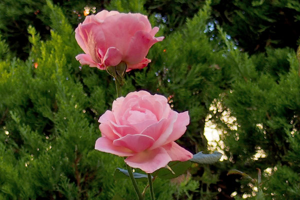 pink rose in November