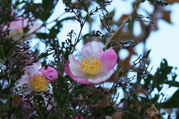 camellia　椿　薄いピンク