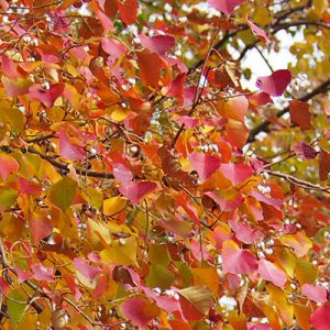 red leaves