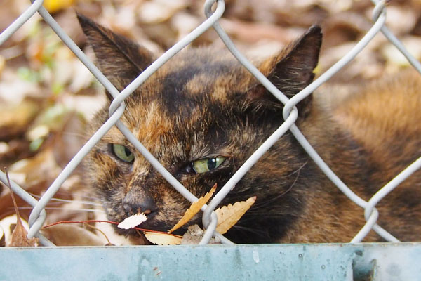 kurote beyond the fence