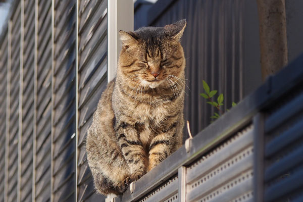 Tokky sitting on the fence