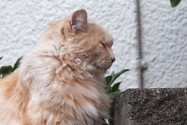 Narikoma beautiful profile