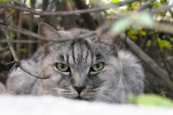 gin hide in bushes