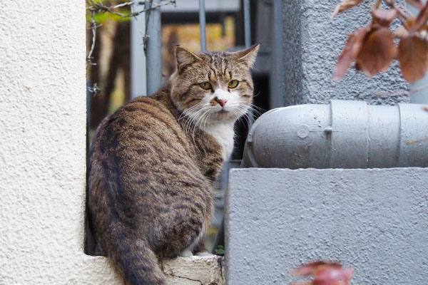 それじゃ行きますにゃ　キックス