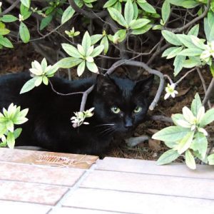 black cat