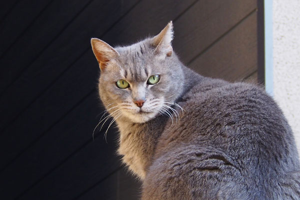 beautiful gray cat