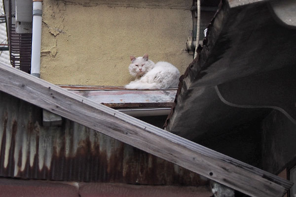 household white cat with long hair