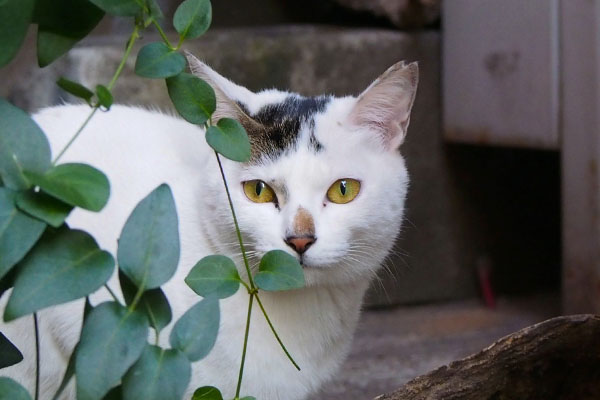 beautiful cat Aurora