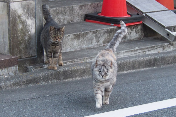 gin and tabitts in front of step