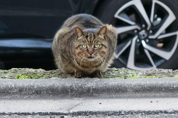 visitor tabby cat at gin place