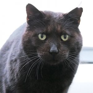 miton come close and looking