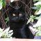 black kitty female　黒仔猫メス