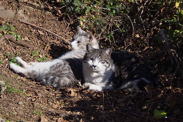 sunbathing brother cats