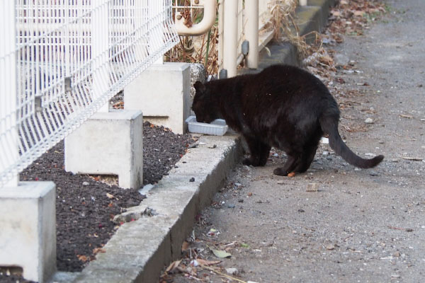 ミトン　水を飲む