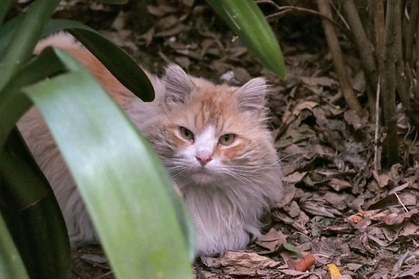 jeanne sitting on the leaves