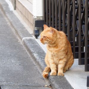 colre 茶トラのコルレ