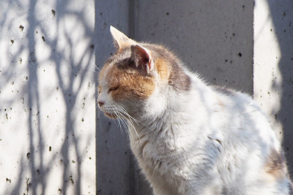 mike_anesama profile in the sunlight