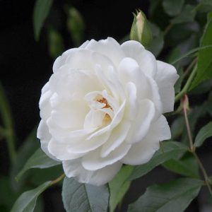 白いバラ　white rose