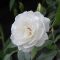白いバラ　white rose