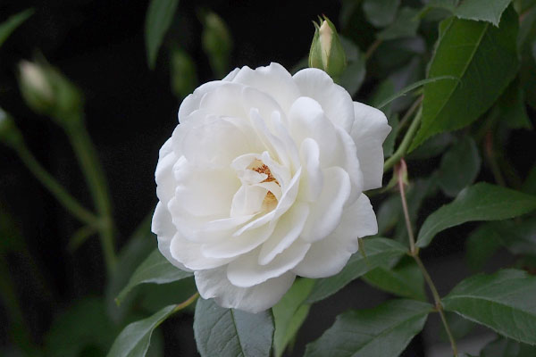 白いバラ　white rose