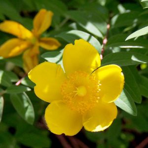 yellow flowers