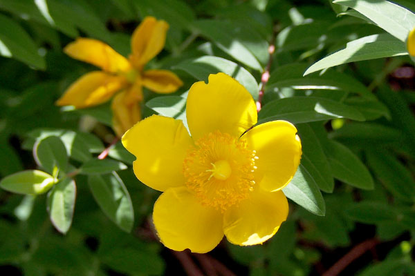 yellow flowers