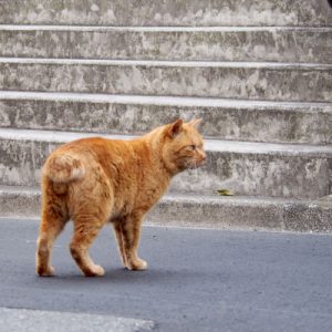 行く先を見るナチャ